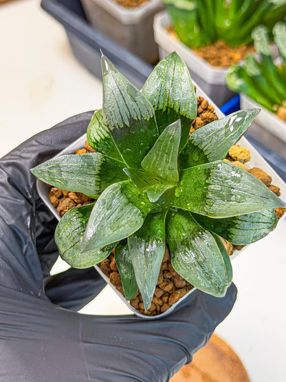 Haworthia JiuTun (wa3) (g2) | Hong Kong Rare Species