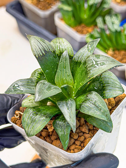 Haworthia JiuTun (wa3) (g2) | Hong Kong Rare Species