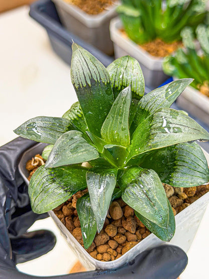 Haworthia JiuTun (wa3) (g2) | Hong Kong Rare Species