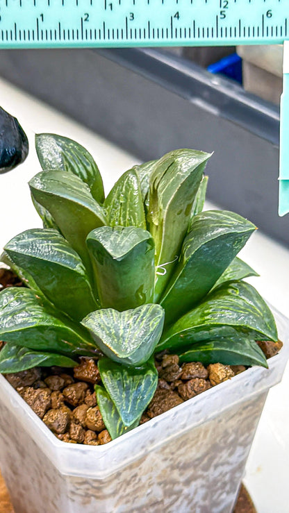 Haworthia Bai Guafu (wa3) (g7) | Hong Kong Rare Species