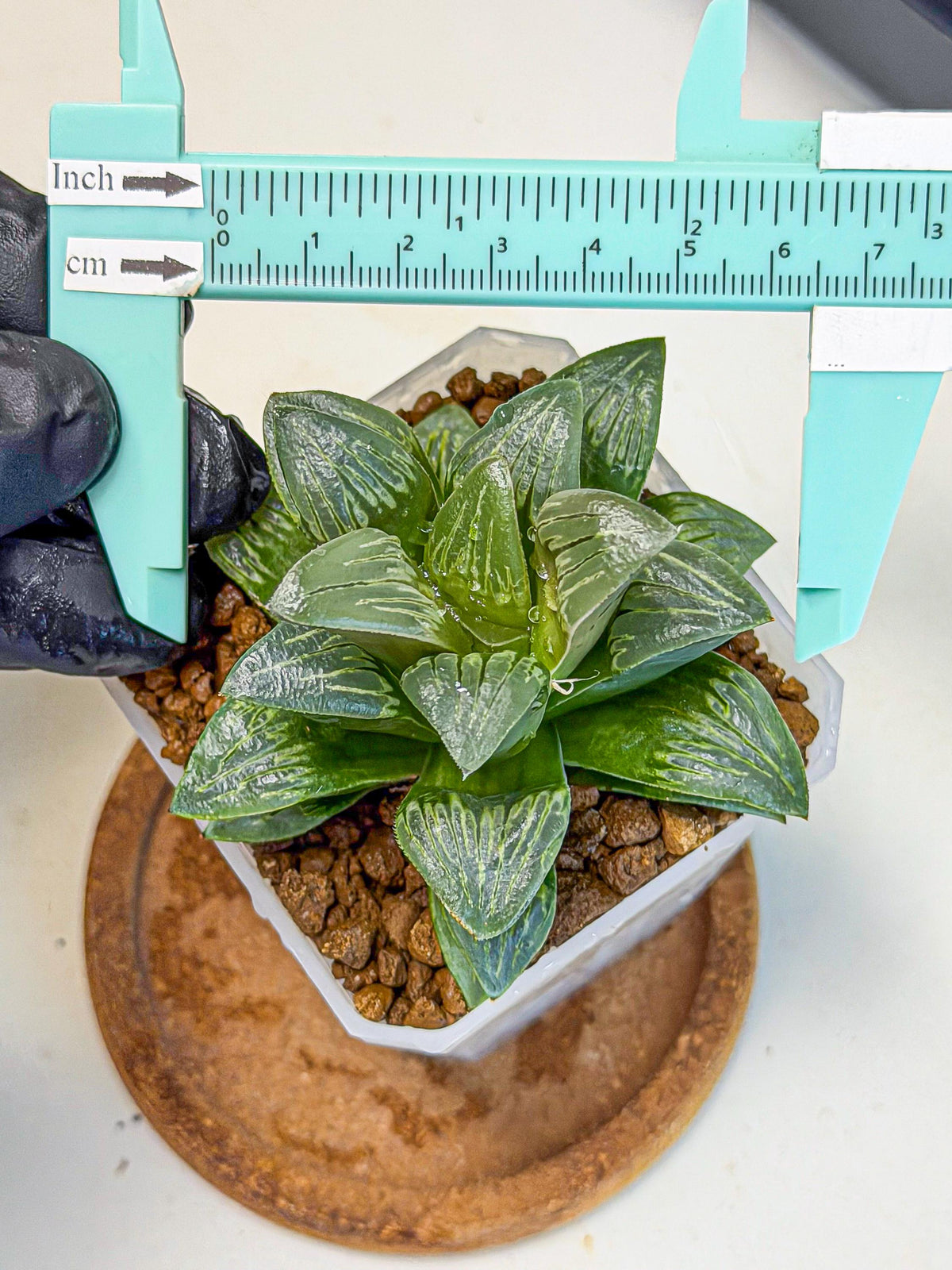 Haworthia Bai Guafu (wa3) (g7) | Hong Kong Rare Species