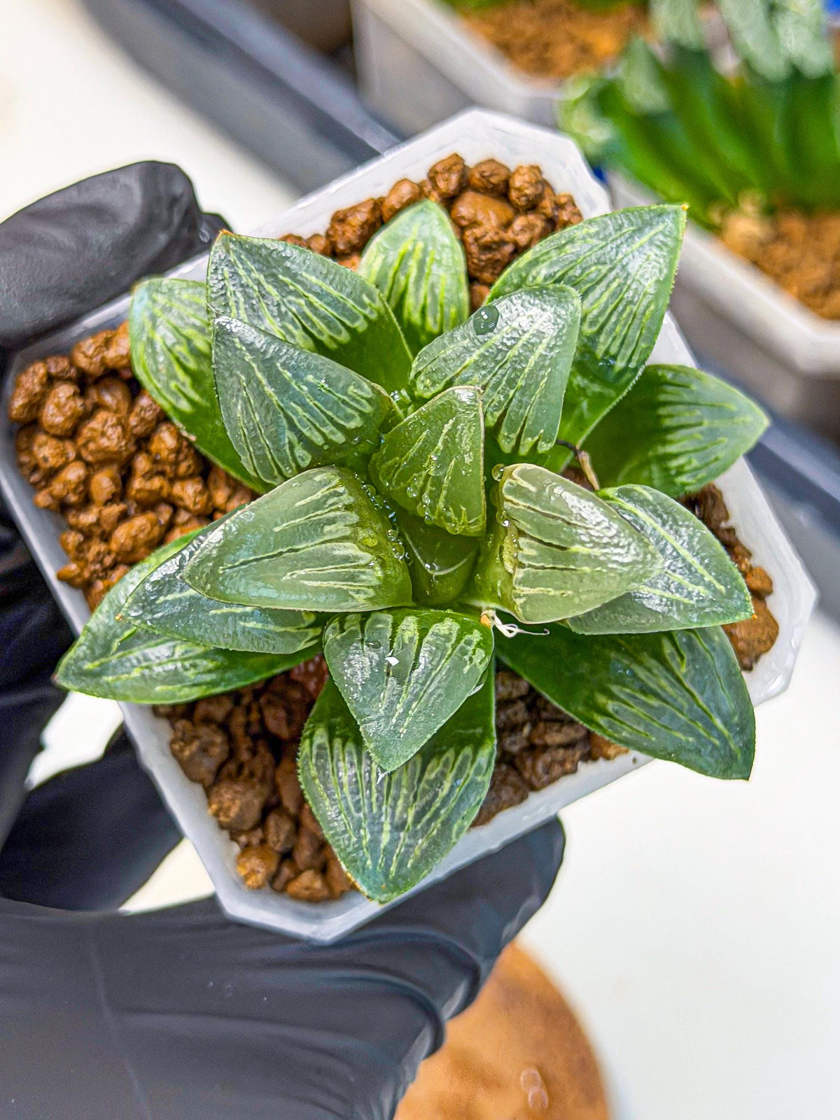 Haworthia Bai Guafu (wa3) (g7) | Hong Kong Rare Species