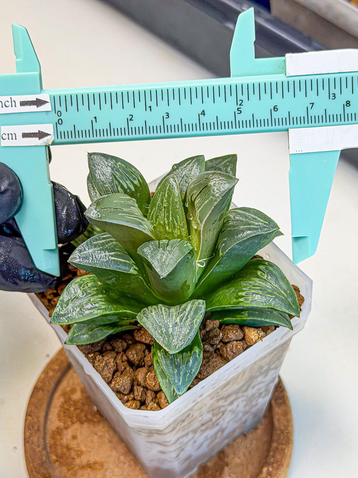Haworthia Bai Guafu (wa3) (g7) | Hong Kong Rare Species