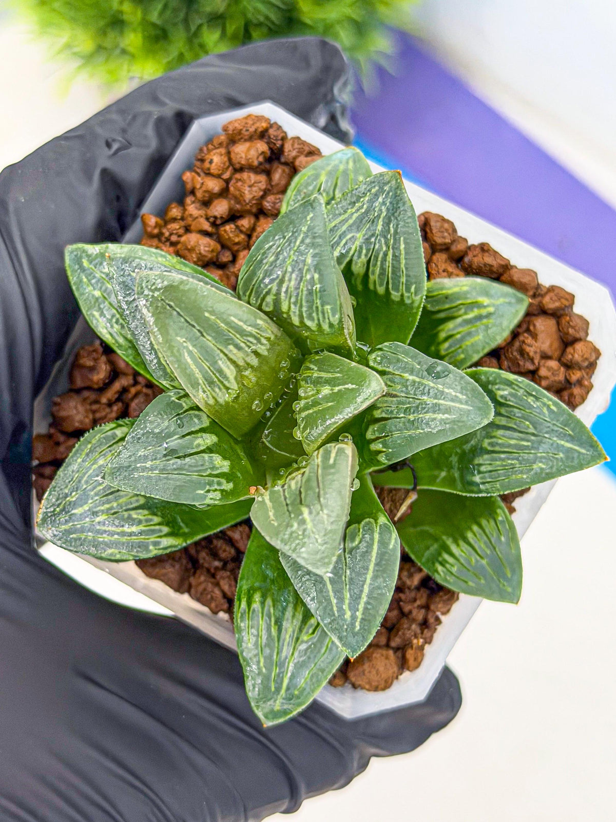 Haworthia Bai Guafu (wa3) (g7) | Hong Kong Rare Species