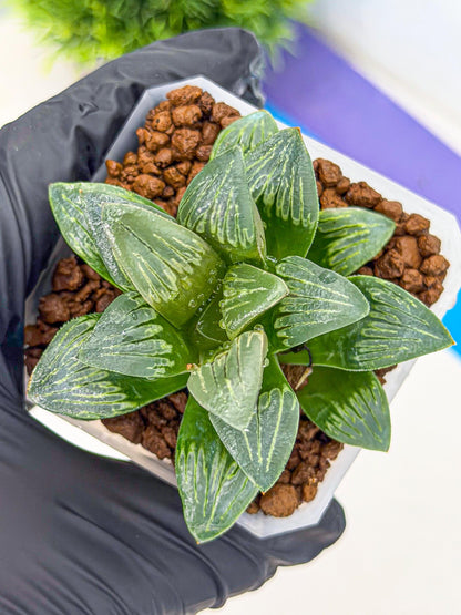 Haworthia Bai Guafu (wa3) (g7) | Hong Kong Rare Species