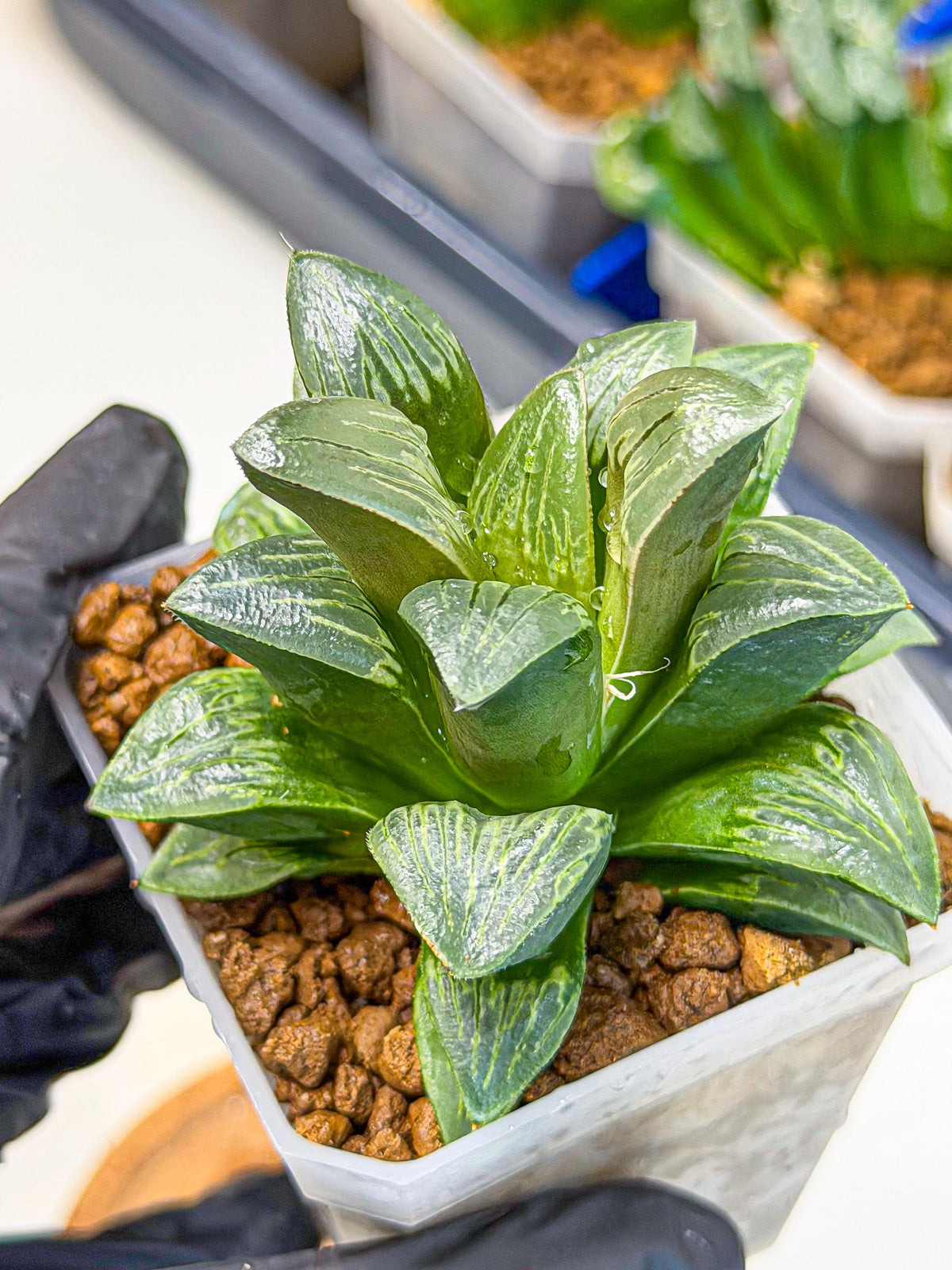 Haworthia Bai Guafu (wa3) (g7) | Hong Kong Rare Species