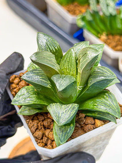 Haworthia Bai Guafu (wa3) (g7) | Hong Kong Rare Species
