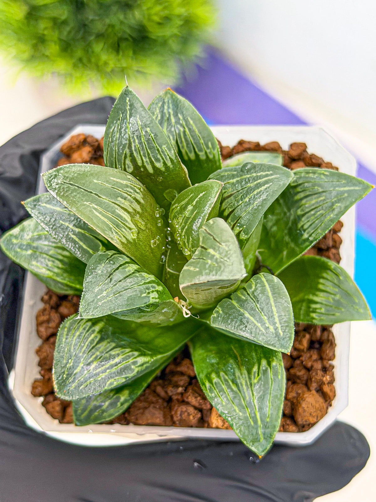 Haworthia Bai Guafu (wa3) (g7) | Hong Kong Rare Species