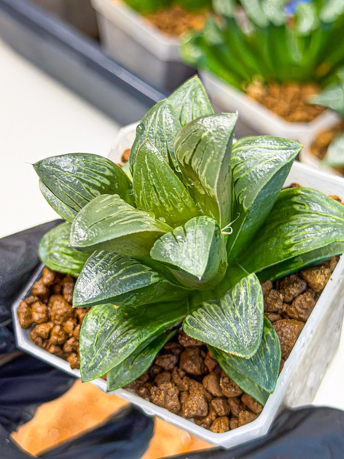 Haworthia Bai Guafu (wa3) (g7) | Hong Kong Rare Species