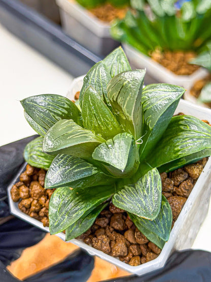 Haworthia Bai Guafu (wa3) (g7) | Hong Kong Rare Species