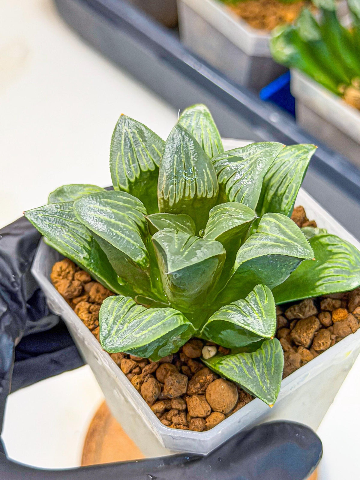 Haworthia Bai Guafu (wa3) (g6) | Hong Kong Rare Species