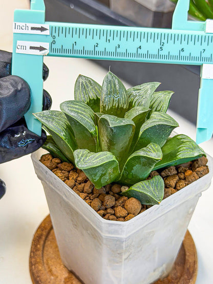 Haworthia Bai Guafu (wa3) (g6) | Hong Kong Rare Species