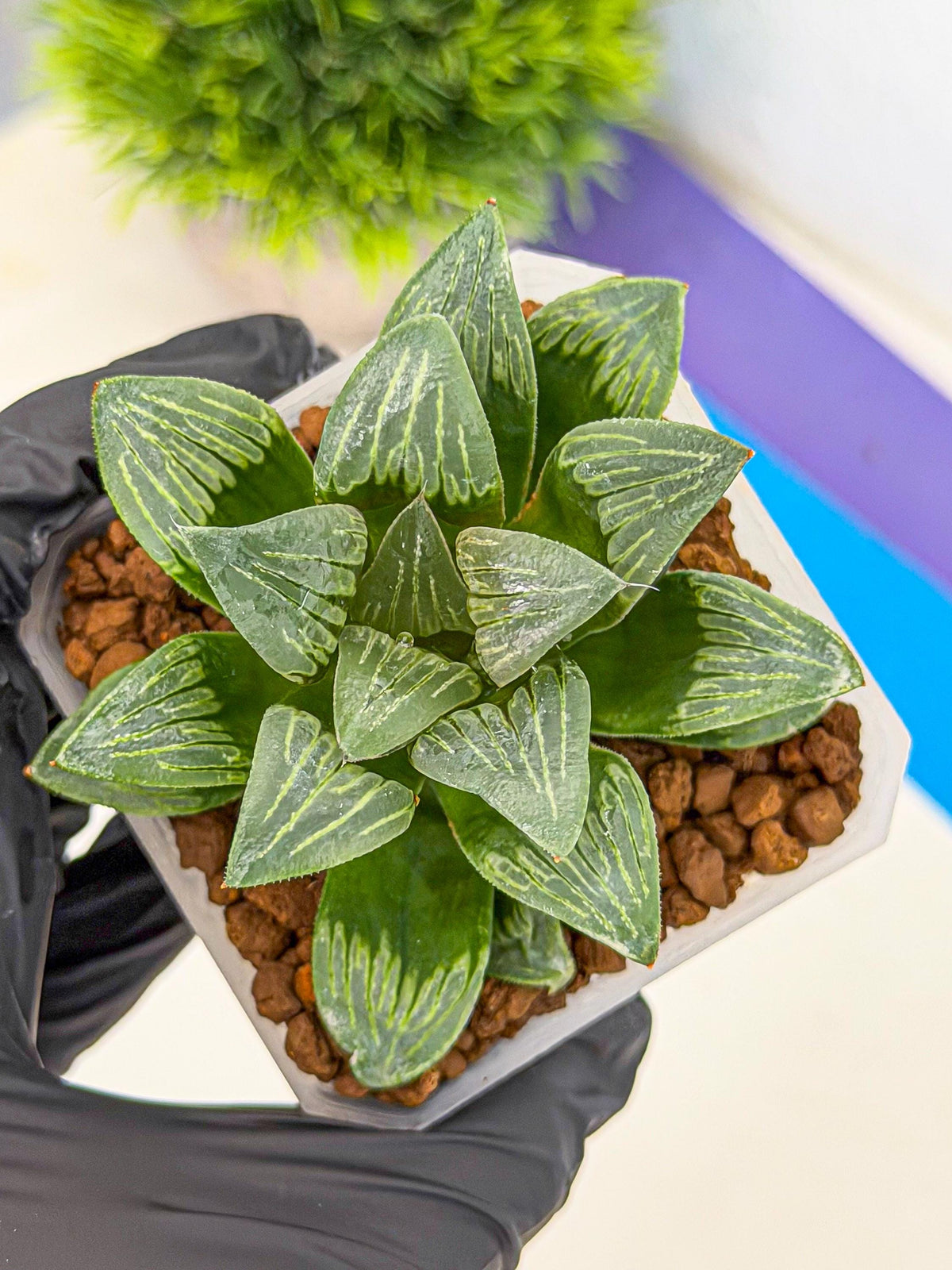 Haworthia Bai Guafu (wa3) (g6) | Hong Kong Rare Species