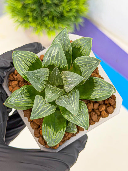 Haworthia Bai Guafu (wa3) (g6) | Hong Kong Rare Species