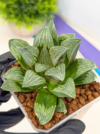 Haworthia Bai Guafu (wa3) (g6) | Hong Kong Rare Species