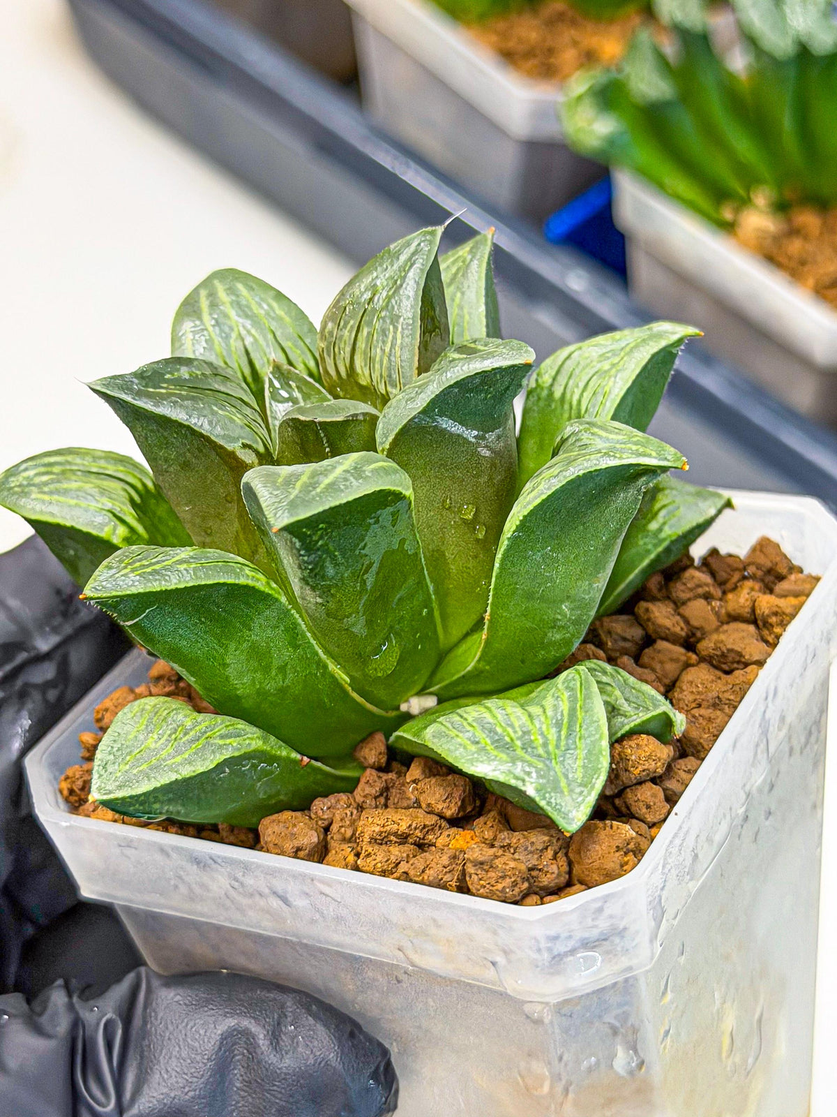 Haworthia Bai Guafu (wa3) (g6) | Hong Kong Rare Species