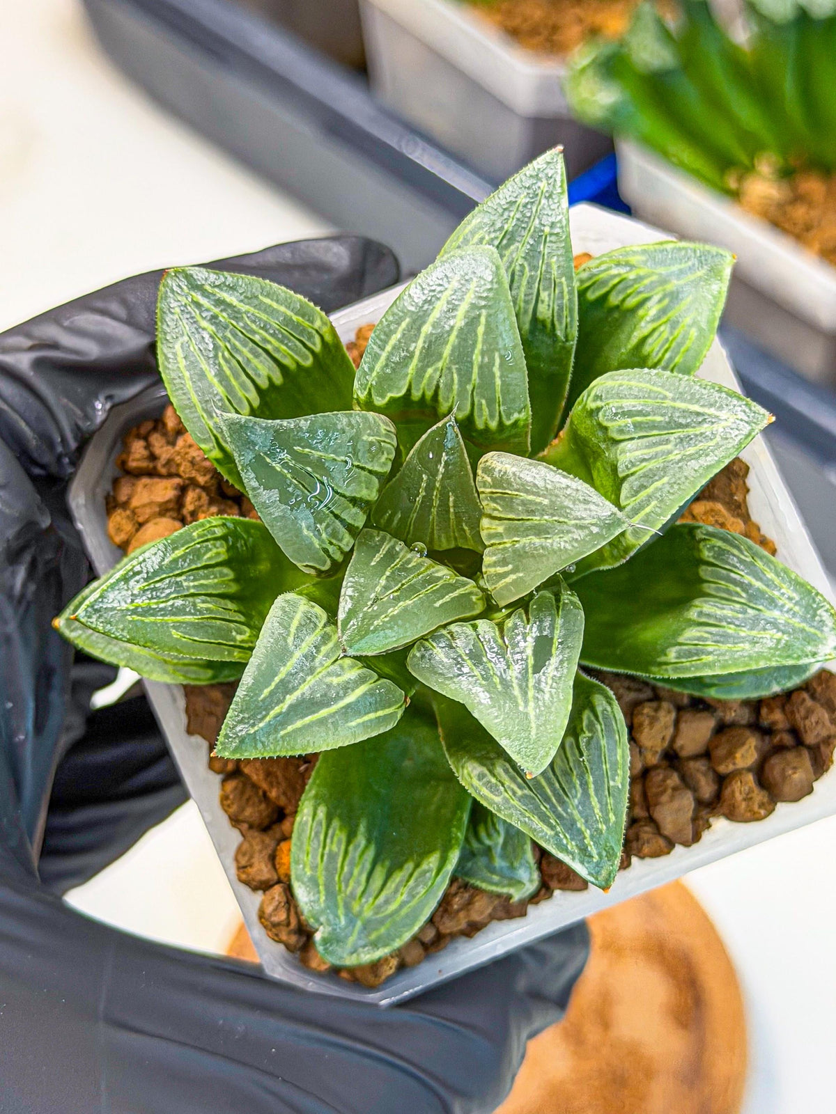 Haworthia Bai Guafu (wa3) (g6) | Hong Kong Rare Species