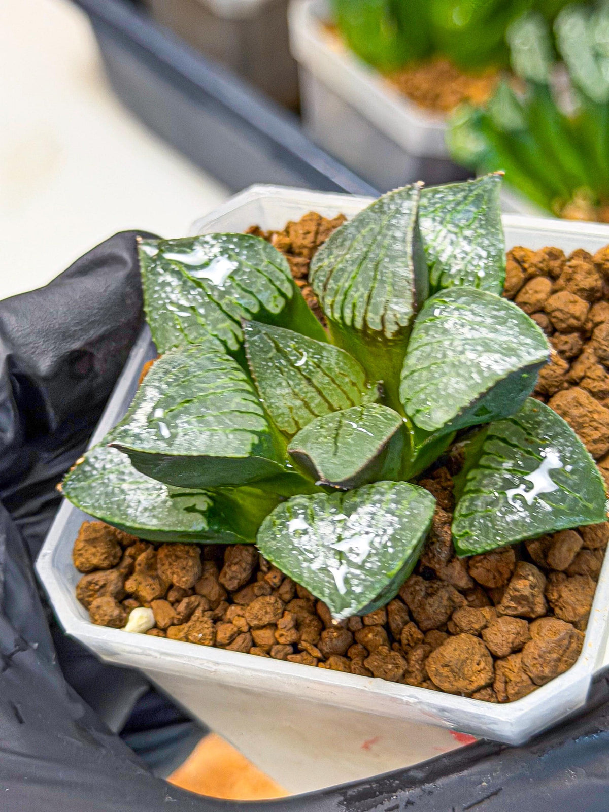 Haworthia Xianggua Dao (wa3) (11) | Rare Hybrids