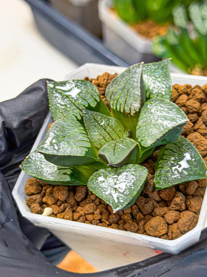 Haworthia Xianggua Dao (wa3) (11) | Rare Hybrids