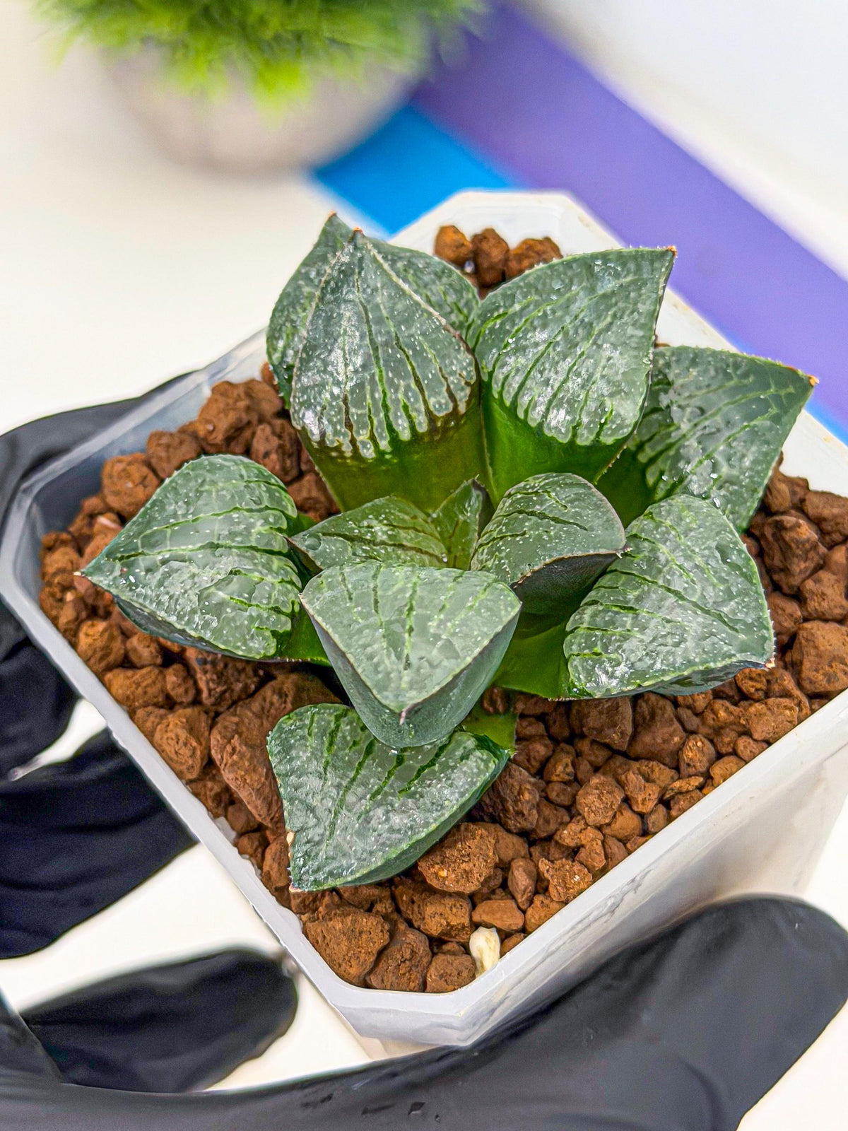 Haworthia Xianggua Dao (wa3) (11) | Rare Hybrids