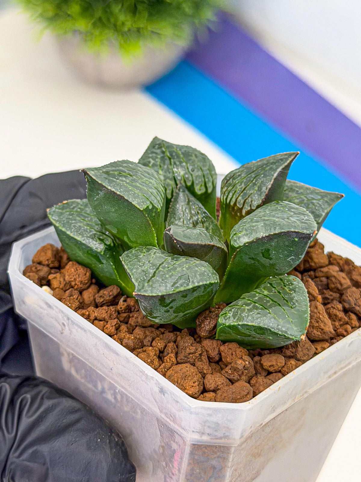 Haworthia Xianggua Dao (wa3) (11) | Rare Hybrids