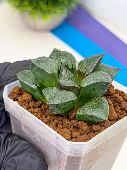 Haworthia Xianggua Dao (wa3) (11) | Rare Hybrids