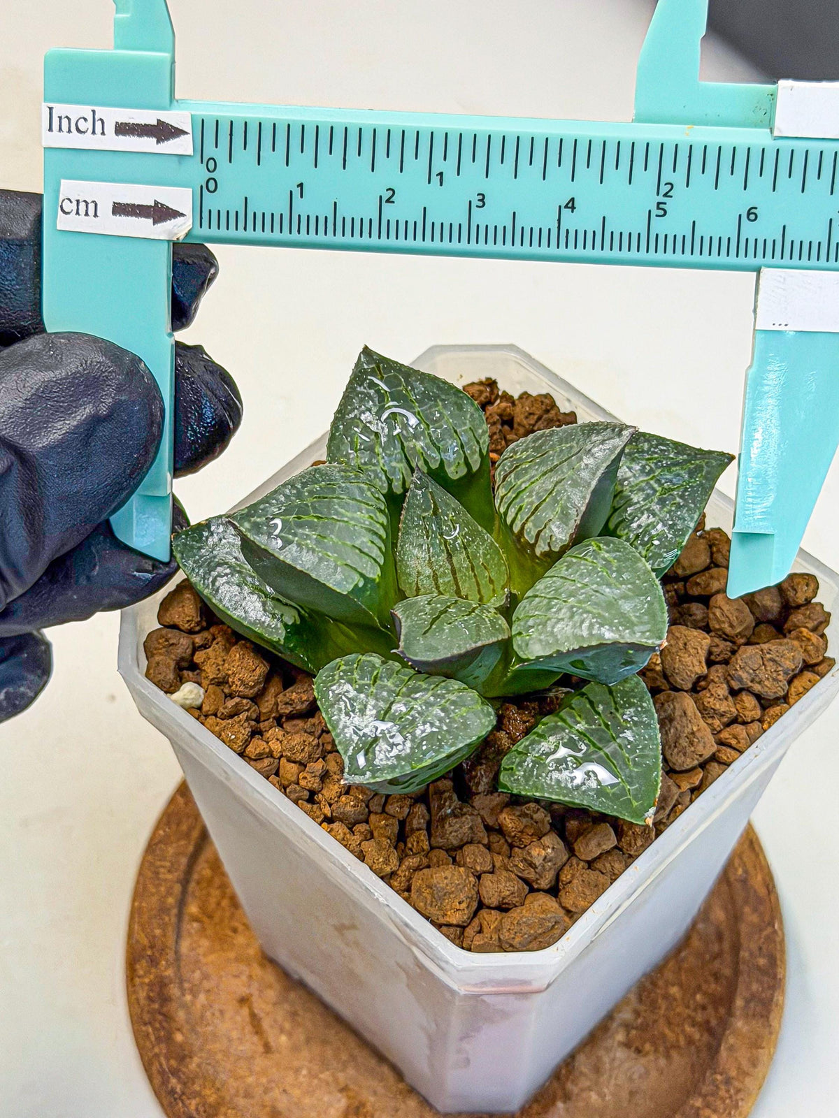 Haworthia Xianggua Dao (wa3) (11) | Rare Hybrids