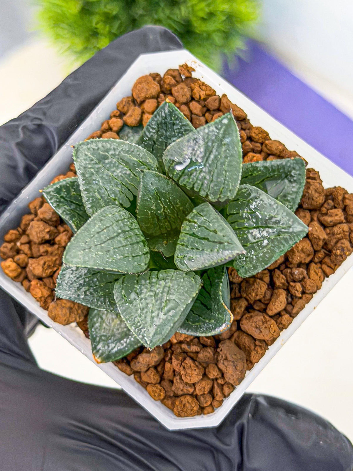 Haworthia Xianggua Dao (wa3) (12) | Rare Hybrids