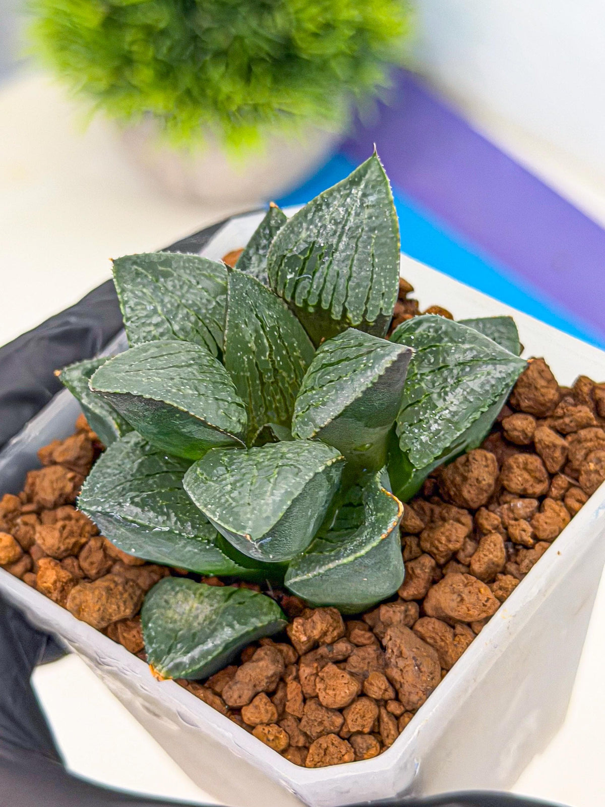 Haworthia Xianggua Dao (wa3) (12) | Rare Hybrids