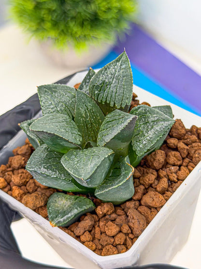 Haworthia Xianggua Dao (wa3) (12) | Rare Hybrids