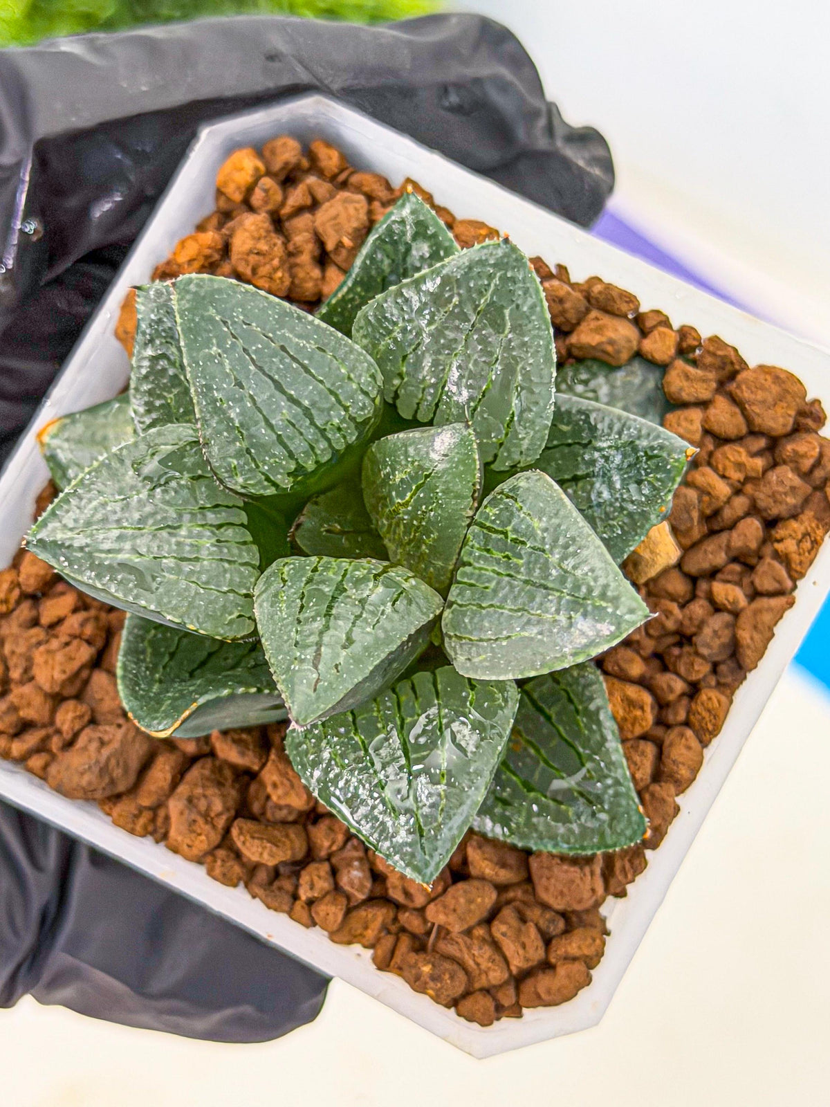 Haworthia Xianggua Dao (wa3) (12) | Rare Hybrids