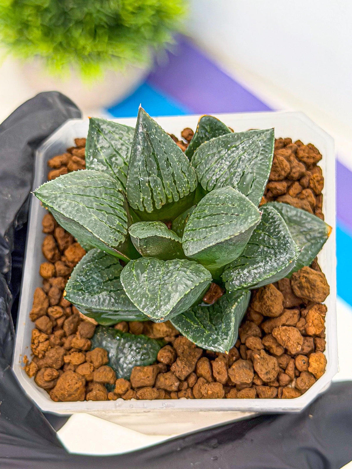 Haworthia Xianggua Dao (wa3) (12) | Rare Hybrids