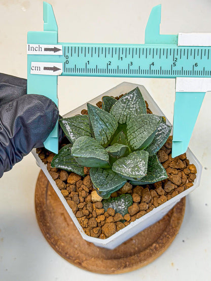 Haworthia Xianggua Dao (wa3) (12) | Rare Hybrids