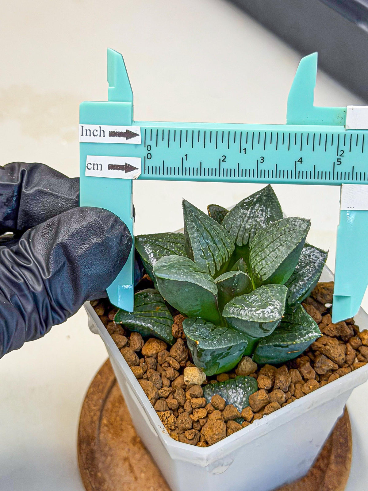 Haworthia Xianggua Dao (wa3) (12) | Rare Hybrids