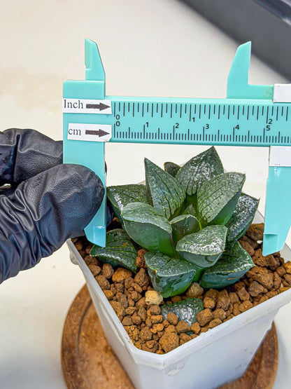 Haworthia Xianggua Dao (wa3) (12) | Rare Hybrids