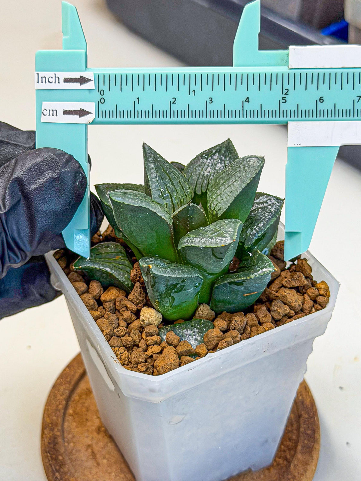 Haworthia Xianggua Dao (wa3) (12) | Rare Hybrids