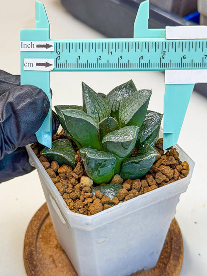 Haworthia Xianggua Dao (wa3) (12) | Rare Hybrids