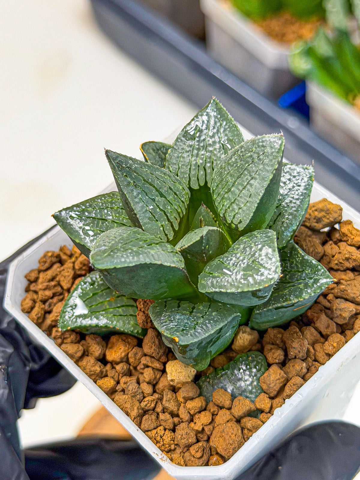 Haworthia Xianggua Dao (wa3) (12) | Rare Hybrids