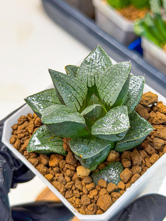 Haworthia Xianggua Dao (wa3) (12) | Rare Hybrids