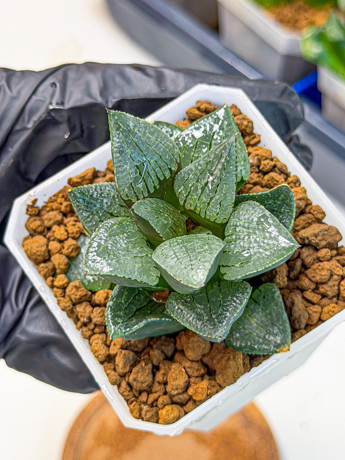 Haworthia Xianggua Dao (wa3) (12) | Rare Hybrids