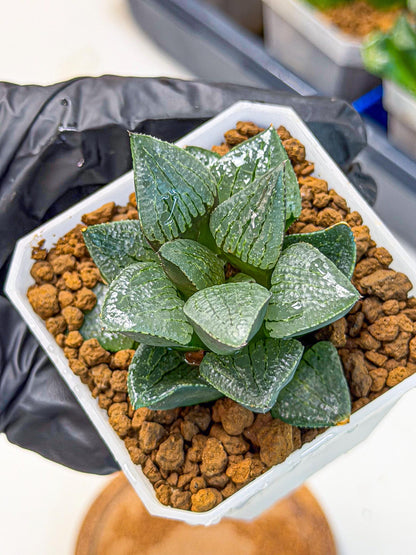 Haworthia Xianggua Dao (wa3) (12) | Rare Hybrids