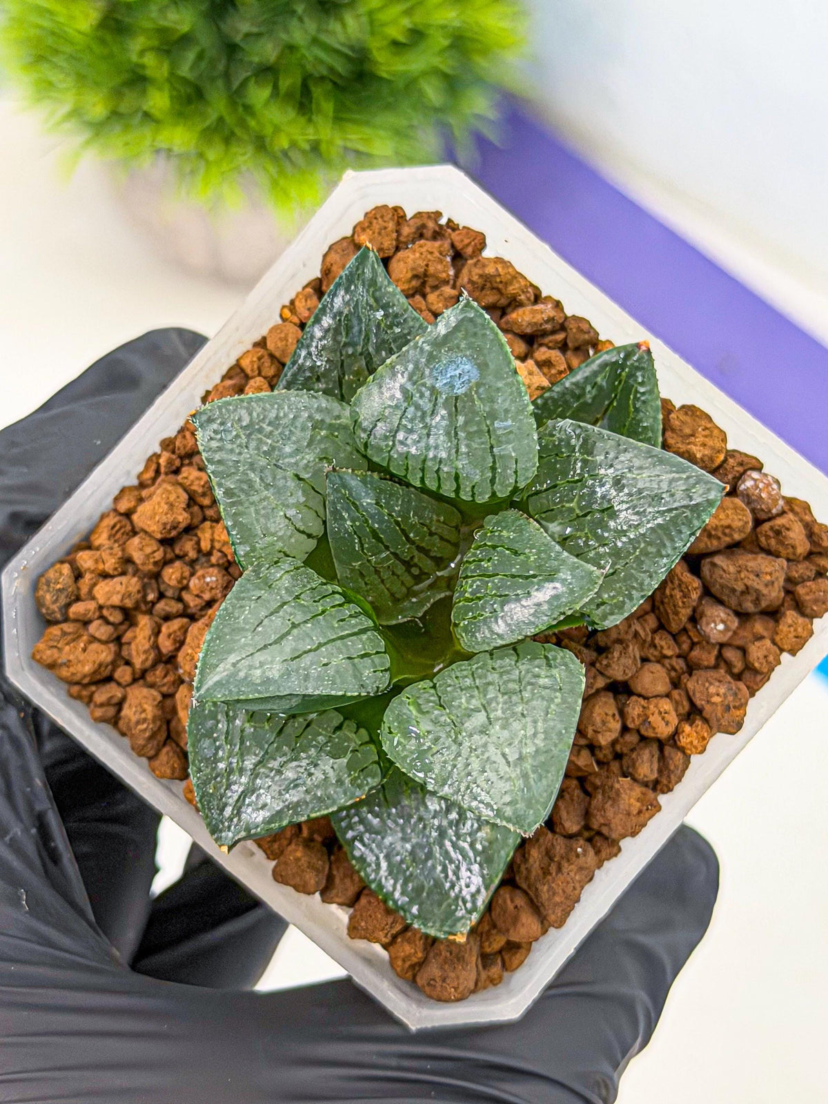 Haworthia Xianggua Dao (wa3) (13) | Rare Hybrids