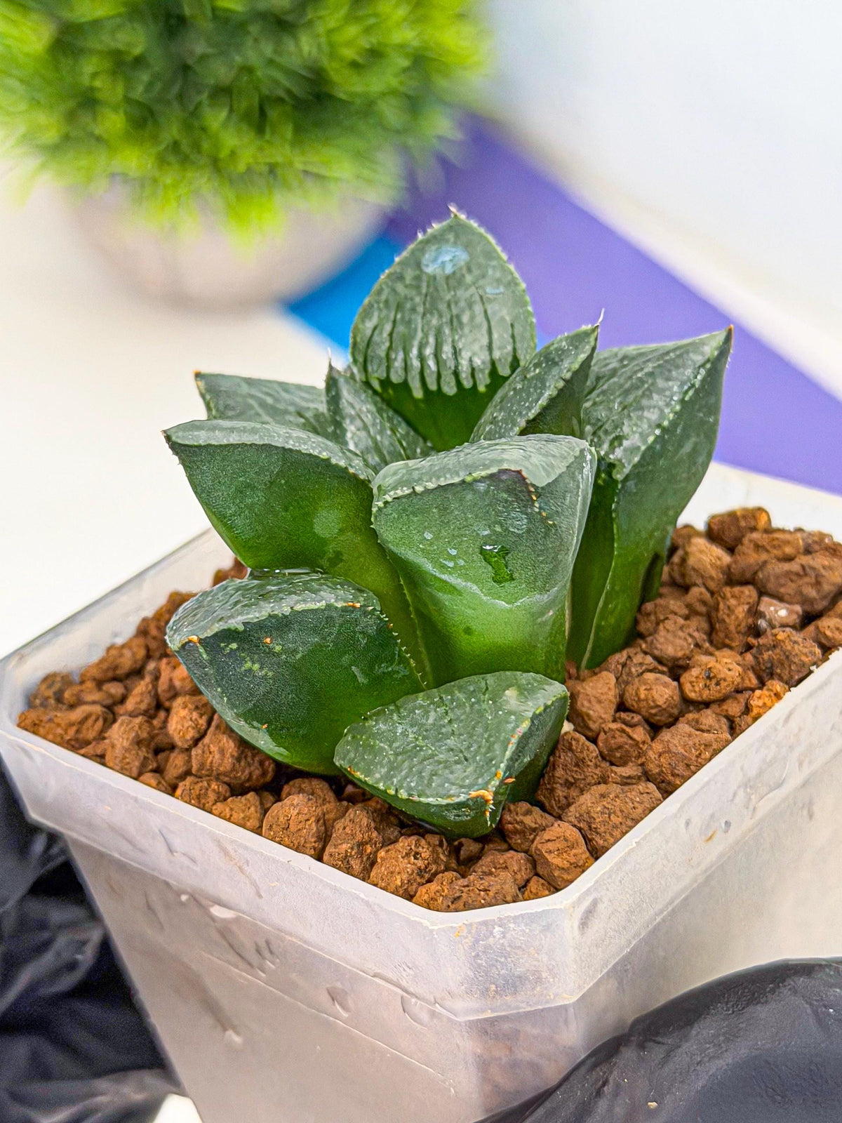 Haworthia Xianggua Dao (wa3) (13) | Rare Hybrids