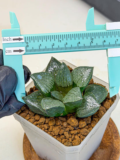 Haworthia Xianggua Dao (wa3) (13) | Rare Hybrids