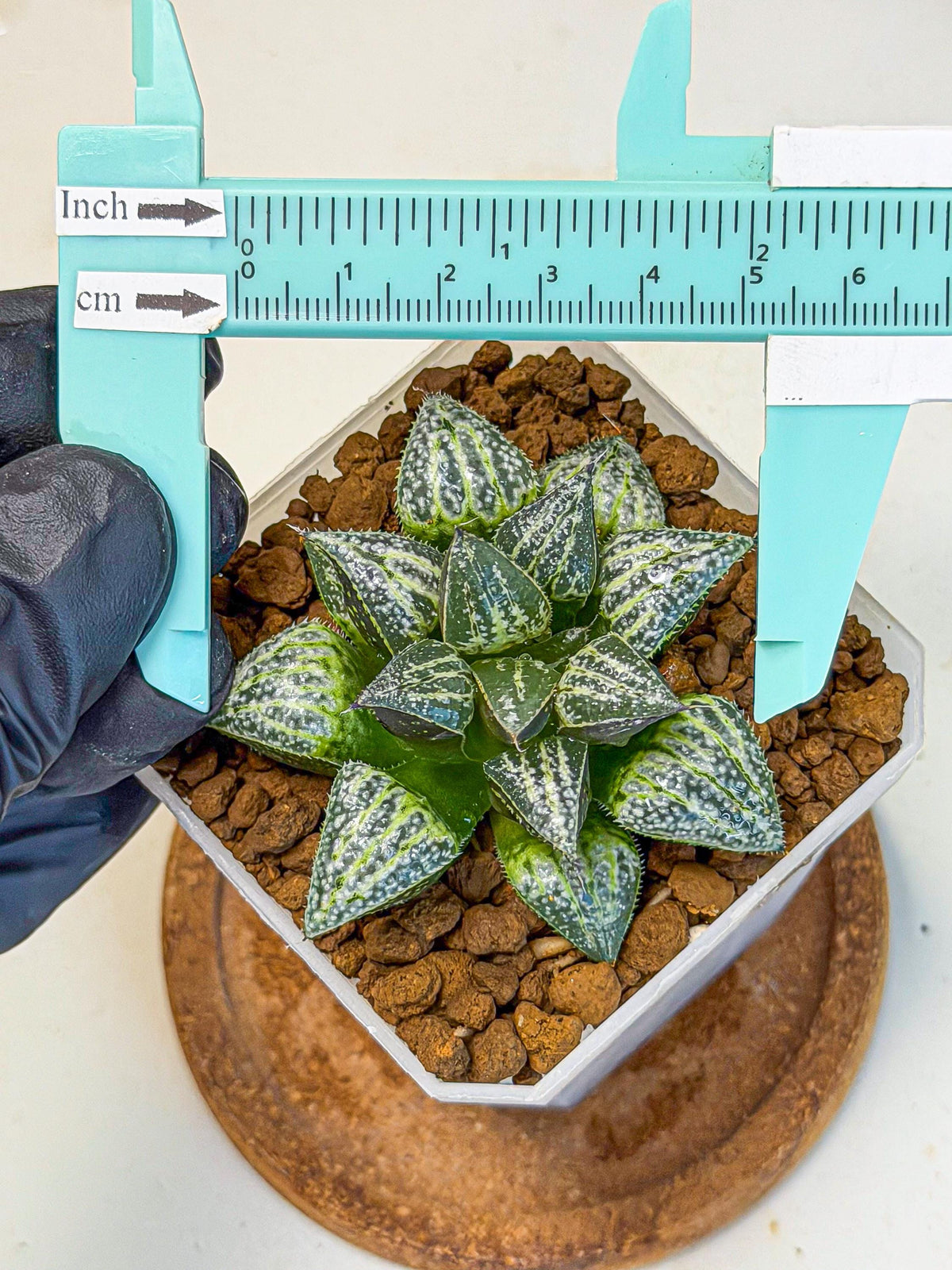 Haworthia Xuejing Se (wa3) (14) | Rare Hybrids