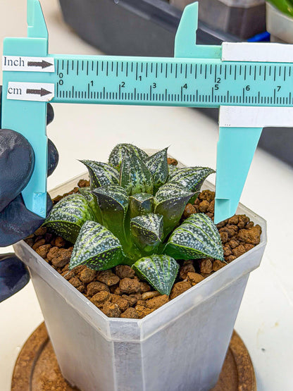 Haworthia Xuejing Se (wa3) (14) | Rare Hybrids