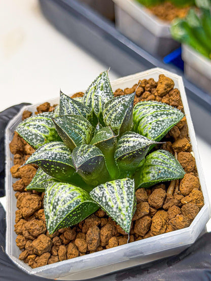 Haworthia Xuejing Se (wa3) (14) | Rare Hybrids