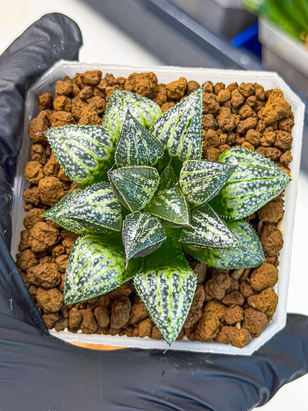 Haworthia Xuejing Se (wa3) (14) | Rare Hybrids