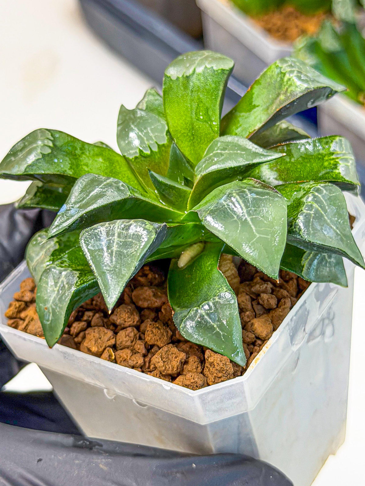 Haworthia Muke (wa3) (15) | Rare Hybrids