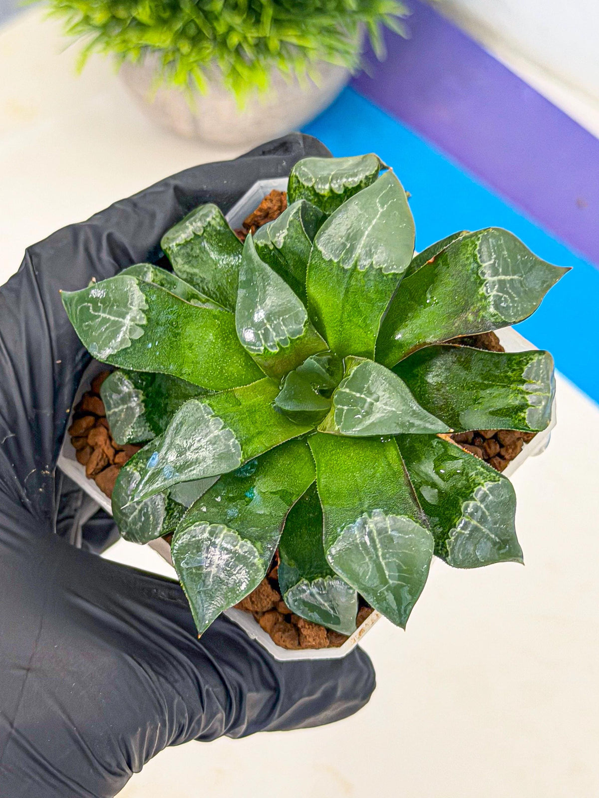 Haworthia Muke (wa3) (15) | Rare Hybrids